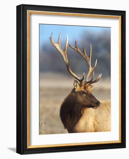 A Head Portrait of a Stunning Elk-John Alves-Framed Photographic Print