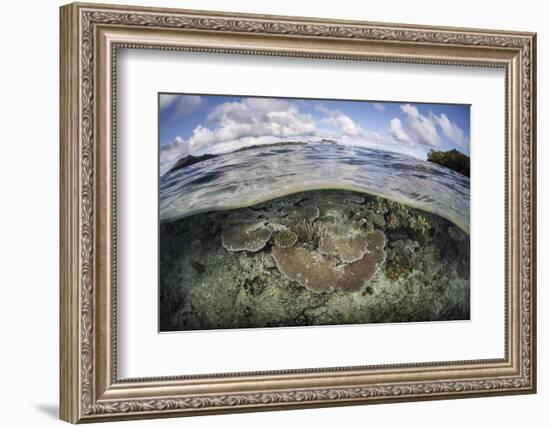 A Healthy Coral Reef Grows in the Solomon Islands-Stocktrek Images-Framed Photographic Print