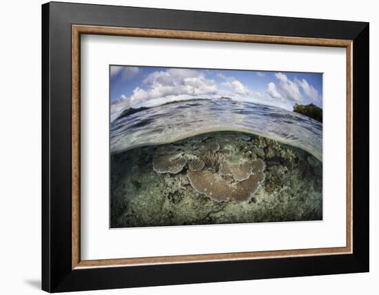 A Healthy Coral Reef Grows in the Solomon Islands-Stocktrek Images-Framed Photographic Print