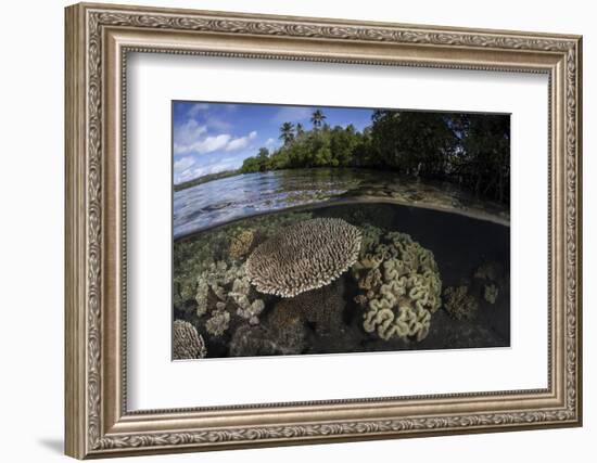 A Healthy Coral Reef Grows in the Solomon Islands-Stocktrek Images-Framed Photographic Print