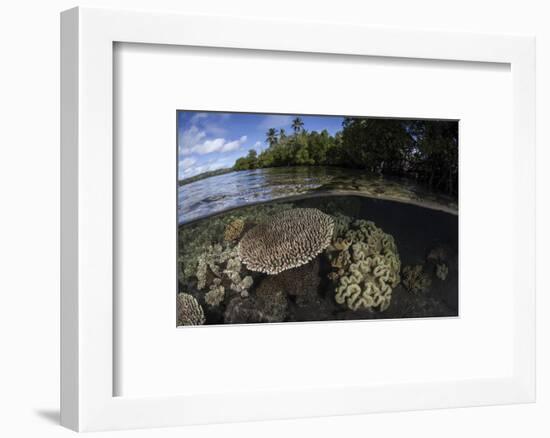 A Healthy Coral Reef Grows in the Solomon Islands-Stocktrek Images-Framed Photographic Print