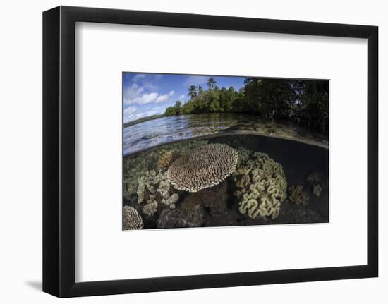 A Healthy Coral Reef Grows in the Solomon Islands-Stocktrek Images-Framed Photographic Print