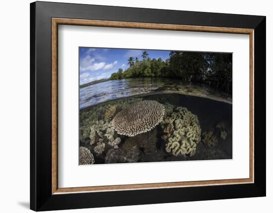 A Healthy Coral Reef Grows in the Solomon Islands-Stocktrek Images-Framed Photographic Print