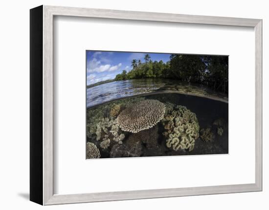 A Healthy Coral Reef Grows in the Solomon Islands-Stocktrek Images-Framed Photographic Print