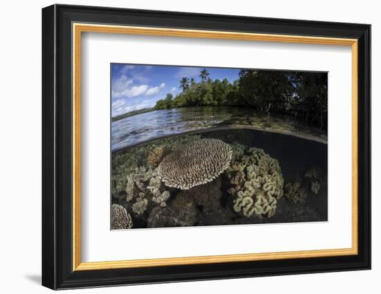 A Healthy Coral Reef Grows in the Solomon Islands-Stocktrek Images-Framed Photographic Print