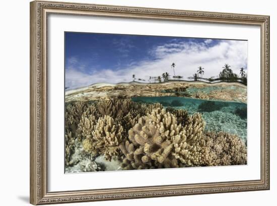 A Healthy Coral Reef Grows in the Solomon Islands-Stocktrek Images-Framed Photographic Print