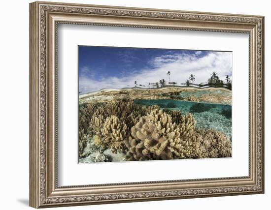 A Healthy Coral Reef Grows in the Solomon Islands-Stocktrek Images-Framed Photographic Print
