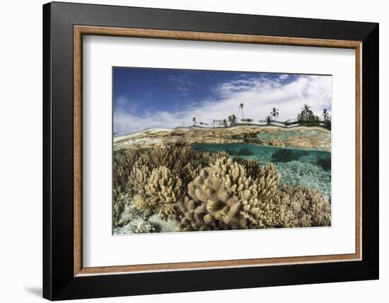 A Healthy Coral Reef Grows in the Solomon Islands-Stocktrek Images-Framed Photographic Print