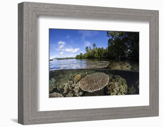 A Healthy Coral Reef Grows in the Solomon Islands-Stocktrek Images-Framed Photographic Print