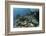 A Healthy Coral Reef Thrives in Komodo National Park, Indonesia-Stocktrek Images-Framed Photographic Print