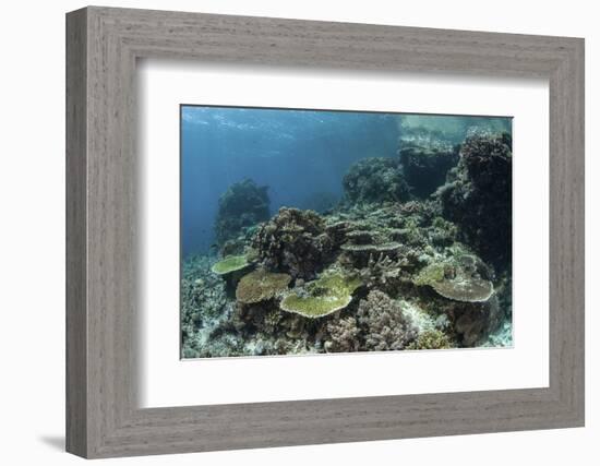 A Healthy Coral Reef Thrives in Komodo National Park, Indonesia-Stocktrek Images-Framed Photographic Print