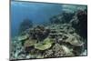 A Healthy Coral Reef Thrives in Komodo National Park, Indonesia-Stocktrek Images-Mounted Photographic Print