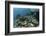 A Healthy Coral Reef Thrives in Komodo National Park, Indonesia-Stocktrek Images-Framed Photographic Print