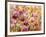 A Healthy Obsession-Nel Whatmore-Framed Art Print