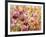 A Healthy Obsession-Nel Whatmore-Framed Art Print