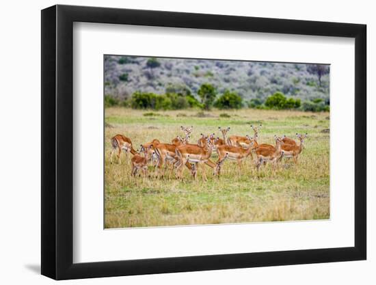 A herd if impala in the Masai Mara, Kenya, Africa.-Larry Richardson-Framed Photographic Print