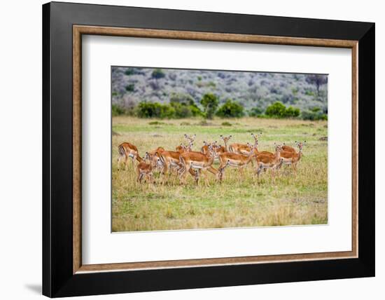 A herd if impala in the Masai Mara, Kenya, Africa.-Larry Richardson-Framed Photographic Print