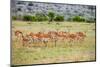 A herd if impala in the Masai Mara, Kenya, Africa.-Larry Richardson-Mounted Photographic Print