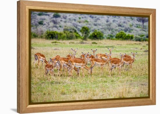 A herd if impala in the Masai Mara, Kenya, Africa.-Larry Richardson-Framed Premier Image Canvas