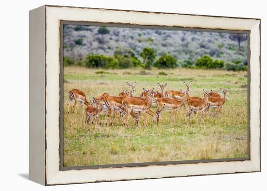 A herd if impala in the Masai Mara, Kenya, Africa.-Larry Richardson-Framed Premier Image Canvas