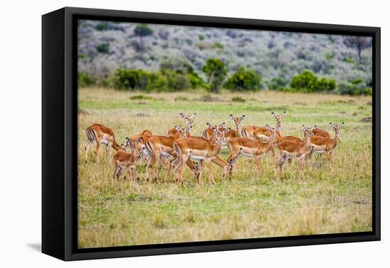 A herd if impala in the Masai Mara, Kenya, Africa.-Larry Richardson-Framed Premier Image Canvas