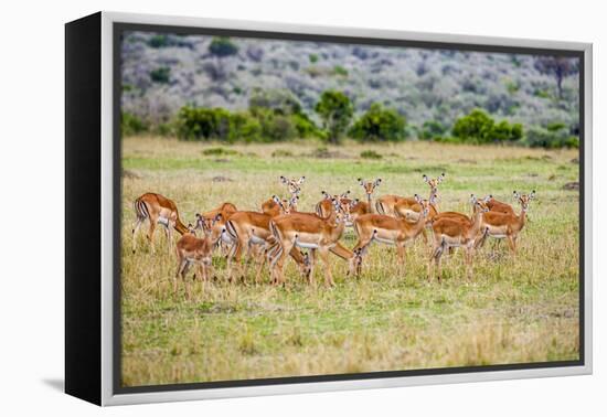 A herd if impala in the Masai Mara, Kenya, Africa.-Larry Richardson-Framed Premier Image Canvas