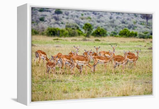 A herd if impala in the Masai Mara, Kenya, Africa.-Larry Richardson-Framed Premier Image Canvas