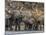 A herd of African bush elephants (Loxodonta africana) on the upper Zambezi River, Zambia-Michael Nolan-Mounted Photographic Print