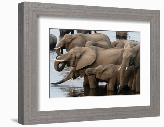 A herd of African elephants drinking in the Chobe River, Chobe National Park, Botswana.-Sergio Pitamitz-Framed Photographic Print