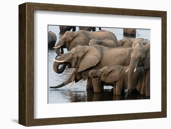 A herd of African elephants drinking in the Chobe River, Chobe National Park, Botswana.-Sergio Pitamitz-Framed Photographic Print