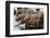 A herd of African elephants drinking in the Chobe River, Chobe National Park, Botswana.-Sergio Pitamitz-Framed Photographic Print