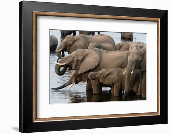 A herd of African elephants drinking in the Chobe River, Chobe National Park, Botswana.-Sergio Pitamitz-Framed Photographic Print