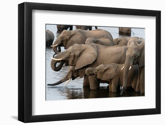 A herd of African elephants drinking in the Chobe River, Chobe National Park, Botswana.-Sergio Pitamitz-Framed Photographic Print