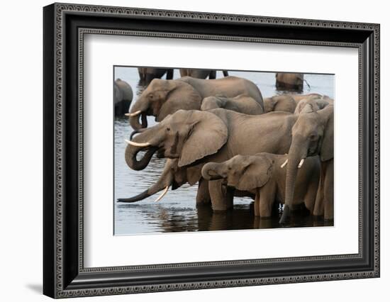 A herd of African elephants drinking in the Chobe River, Chobe National Park, Botswana.-Sergio Pitamitz-Framed Photographic Print