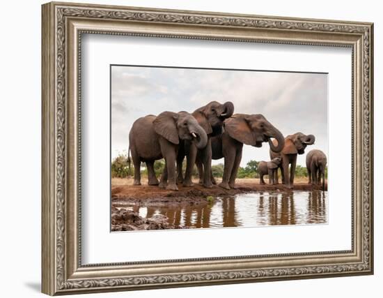 A herd of African elephants drinking. Mashatu Game Reserve, Botswana.-Sergio Pitamitz-Framed Photographic Print