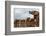 A herd of African elephants drinking. Mashatu Game Reserve, Botswana.-Sergio Pitamitz-Framed Photographic Print