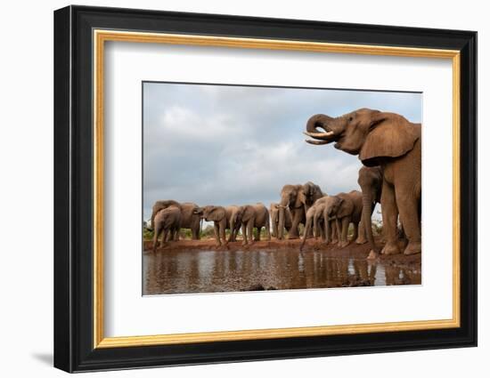 A herd of African elephants drinking. Mashatu Game Reserve, Botswana.-Sergio Pitamitz-Framed Photographic Print