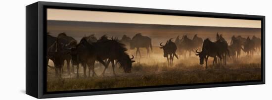 A Herd of Blue Wildebeests, Connochaetes Taurinus, Kicking Up Dust-Alex Saberi-Framed Premier Image Canvas