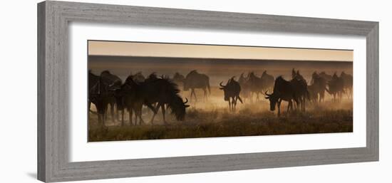 A Herd of Blue Wildebeests, Connochaetes Taurinus, Kicking Up Dust-Alex Saberi-Framed Photographic Print