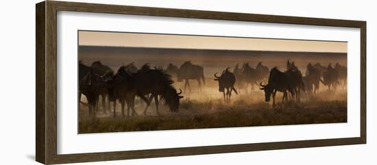 A Herd of Blue Wildebeests, Connochaetes Taurinus, Kicking Up Dust-Alex Saberi-Framed Photographic Print