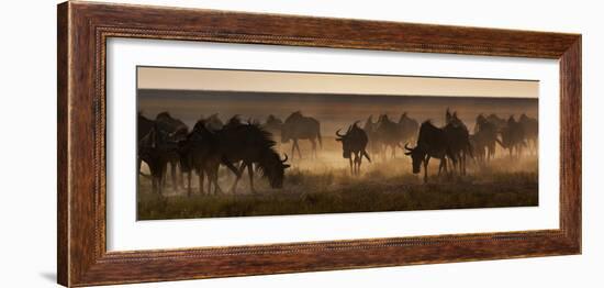 A Herd of Blue Wildebeests, Connochaetes Taurinus, Kicking Up Dust-Alex Saberi-Framed Photographic Print