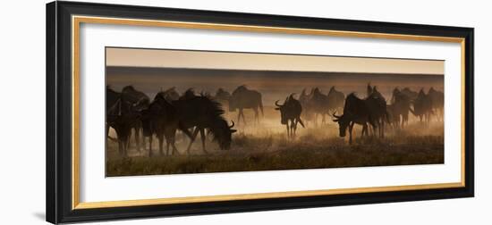 A Herd of Blue Wildebeests, Connochaetes Taurinus, Kicking Up Dust-Alex Saberi-Framed Photographic Print