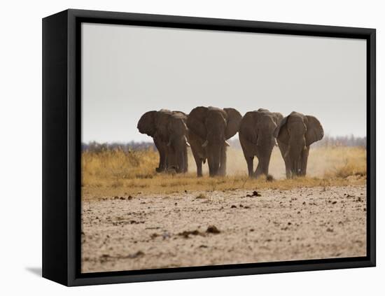 A Herd of Bull Elephants in Etosha National Park-Alex Saberi-Framed Premier Image Canvas