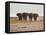 A Herd of Bull Elephants in Etosha National Park-Alex Saberi-Framed Premier Image Canvas