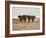 A Herd of Bull Elephants in Etosha National Park-Alex Saberi-Framed Photographic Print