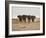 A Herd of Bull Elephants in Etosha National Park-Alex Saberi-Framed Photographic Print