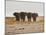 A Herd of Bull Elephants in Etosha National Park-Alex Saberi-Mounted Photographic Print