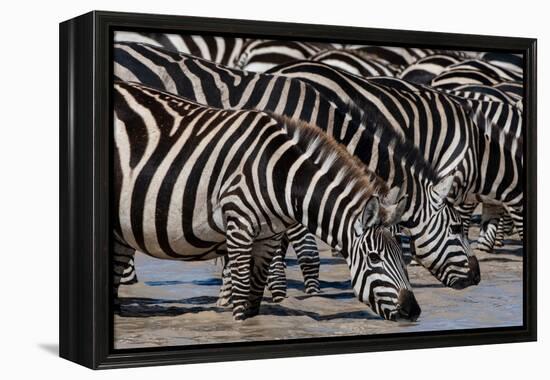 A herd of Burchell's Zebras drinking at Hidden Valley lake. Ndutu, Tanzania.-Sergio Pitamitz-Framed Premier Image Canvas