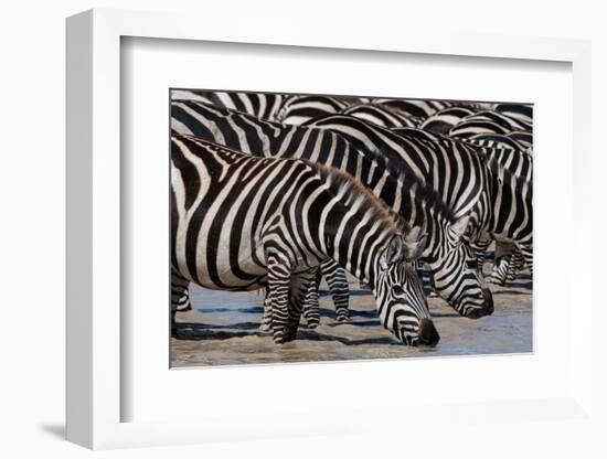 A herd of Burchell's Zebras drinking at Hidden Valley lake. Ndutu, Tanzania.-Sergio Pitamitz-Framed Photographic Print