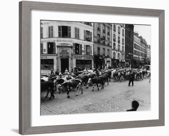 A Herd of Cattle is Driven Along a Paris Streen-null-Framed Photographic Print